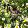 Логотип телеграм канала @kotiki2509 — Коть