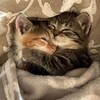 Логотип телеграм канала @kotiki_cats_mem — пикчи с котиками