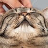 Логотип телеграм канала @kotiki_love_1 — 🐈 Котики 🐈‍⬛