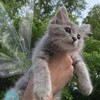 Логотип телеграм канала @kotiki_sovetu — 🫐 Уютный канал ໒ׅ ๋࣭ 🌊