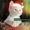 Логотип телеграм канала @kotiki_vt — КОТИКИ в телеграмме