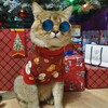 Логотип телеграм канала @kotikikavkaz — 😻КОТЯТА В ГРОЗНОМ 🎁ЖИВОЙ ПОДАРОК инстагр 💖kotiki_v_groznom95