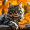 Telegram channel Котики для радости logo