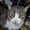 Логотип телеграм канала @kotikikrima — Котики Крыма