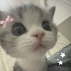 Логотип телеграм канала @kotikilovemyrmyr — Вайбик с Котиками