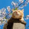 Логотип телеграм канала @kotikimangabuff — Котята с баффа