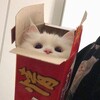 Логотип телеграм канала @kotikisolo — Коробочка с котятами🐈‍⬛