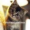 Логотип телеграм канала @kotikitg — Котики