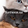 Telegram channel Котики.uz logo
