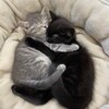 Логотип телеграм канала @kotikmemss — Кошачий Мем