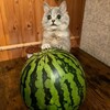 Логотип телеграм канала @kotikotikikotyata — Cats & Cats