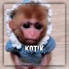 Логотип телеграм канала @kotikskpop — 𝙆𝙤𝙩𝙞𝙠.𝙨𝙝𝙤𝙥/𝙠𝙥𑄝𝙥-𝙨𝙝𑄝𝙥 🐒