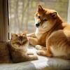 Логотип телеграм канала @kotiky_sobachky — Котики и Собаки 🐱🐶