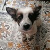 Логотип телеграм канала @kotipes03 — Приют Кот и Пес Улан Удэ