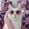 Логотип телеграм канала @kotissimo_tg — Котиссимо