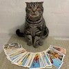 Логотип телеграм канала @kotmaia — КотМайя