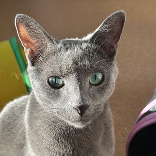 Логотип телеграм канала @kotmatiss — 🐈‍⬛Матисья жизнь