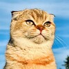 Логотип телеграм канала @kotmurlykin — Мурлыкин 🐈