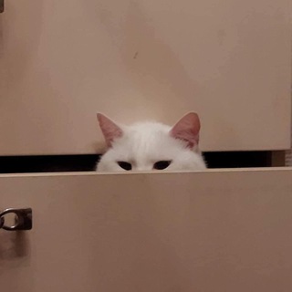 Telgraf kanalının logosu kotnupodumai — Коть, представляешь?