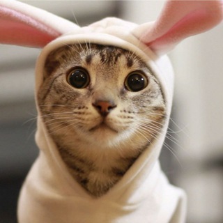 Логотип телеграм канала @koto_foto — Котофоты - лучшие коты, кошки, котята, котики - фото и видео