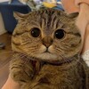 Логотип телеграм канала @kotodomic — Кошачий домик