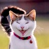 Логотип телеграм канала @kotofeitlt — Котопес TV