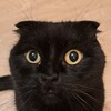 Логотип телеграм канала @kotoffest — Кошки🐱Коты🐱Котята🐱