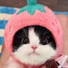 Логотип телеграм канала @kotoflood — Мемы с котами | Стикеры | Гифки | Премиум эмодзи