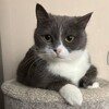 Логотип телеграм канала @kotofota — Котофота