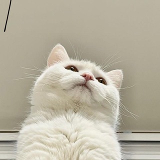Логотип телеграм канала @kotokombo01 — Котокомбо😸