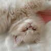 Логотип телеграм канала @kotomedia — Котомедиа - кошки, котики, котята