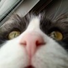 Логотип телеграм канала @kotomemasy — КотоМемасы