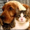 Логотип телеграм канала @kotopesfun — Котопёс