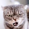 Логотип телеграм канала @kotorzhaka — КОТОПЁР