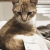Логотип телеграм канала @kotoshkrr — Kena0ka