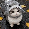 Логотип телеграм канала @kotovasia_cats — Котовасия🐈