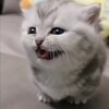 Логотип телеграм канала @kotovietolstyachki — Мини котямбусы