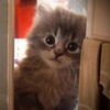 Логотип телеграм канала @kotovoememe — Котовые мемы