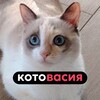 Логотип телеграм канала @kotovvasiya — Котовасия 🎀 коты и ТЫ