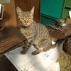 Логотип телеграм канала @kotozavodskya — Котозаводская