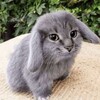 Логотип телеграм канала @kotozayetc — котик заец