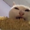 Логотип телеграм канала @kotozhopiks — котожопики | коты, котики, котята