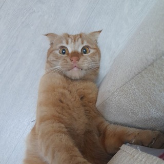 Логотип телеграм канала @kotpersik2020 — Кот-блогер Персик 🐈