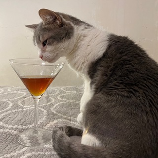 Логотип телеграм канала @kotrybolov — Chat qui peche