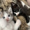 Логотип телеграм канала @kotvmeshke9 — Кот в мешке