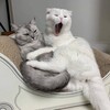 Логотип телеграм канала @kotyachkaaa — котяч