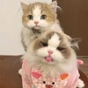 Логотип телеграм канала @kotyambus — котямбусы