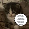 Логотип телеграм канала @kotyaproofs — Пруфы xx_vika_xxx 2