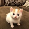 Логотип телеграм канала @kotyataislife — котята как смысл жизни