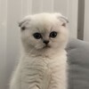 Логотип телеграм канала @kotyshkinkd — Без Кота и Жизнь не та